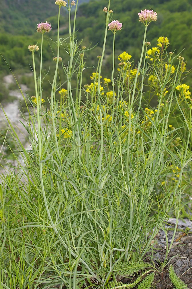 Centranthus angustifolius / Camarezza a foglia sottile